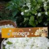 Platinum Mogra (90gms) - Image 2